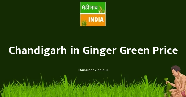 Ginger Green भाव